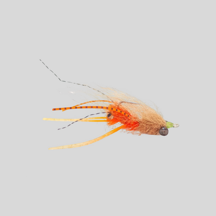 FS Squimpish Shrimp