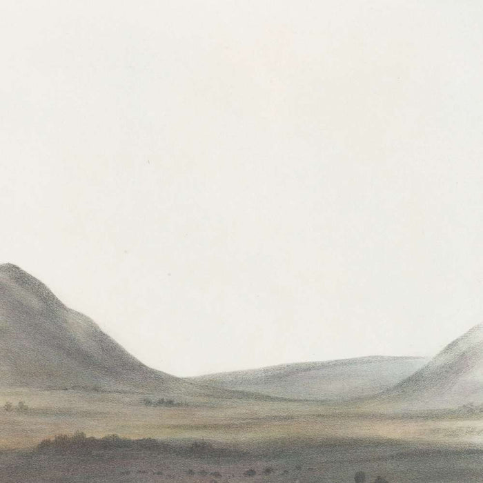 Prairie Wolf (Canis latrans) by John Woodhouse Audubon, 1845