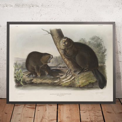 A framed image of