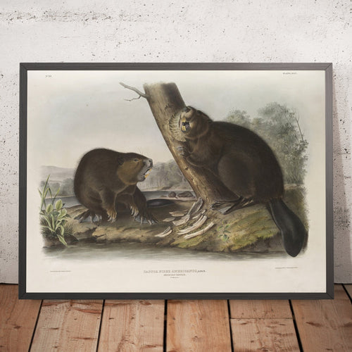 A framed image of