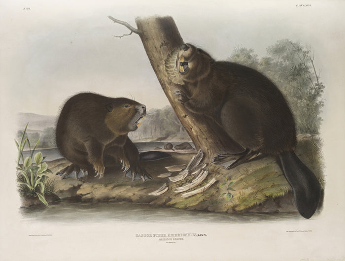 American Beaver (Castor fiber Americanus) by John Woodhouse Audubon, 1845
