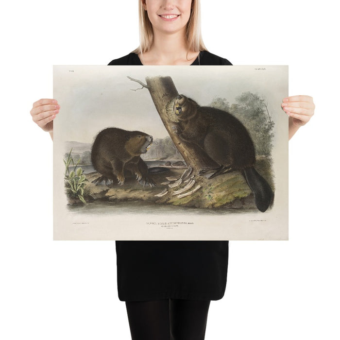 American Beaver (Castor fiber Americanus) by John Woodhouse Audubon, 1845