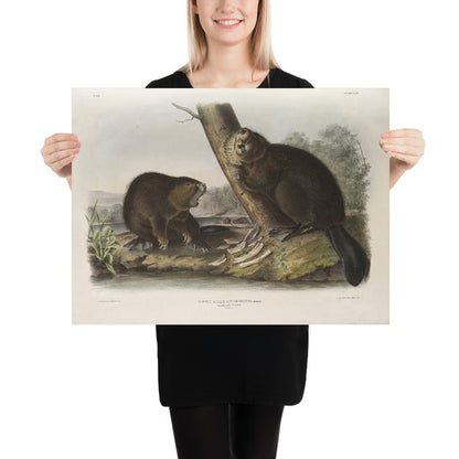 American Beaver (Castor fiber Americanus) by John Woodhouse Audubon, 1845