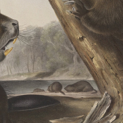 American Beaver (Castor fiber Americanus) by John Woodhouse Audubon, 1845