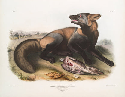 American Cross-Fox (Canis (Vulpes) fulvus) by John Woodhouse Audubon, 1845