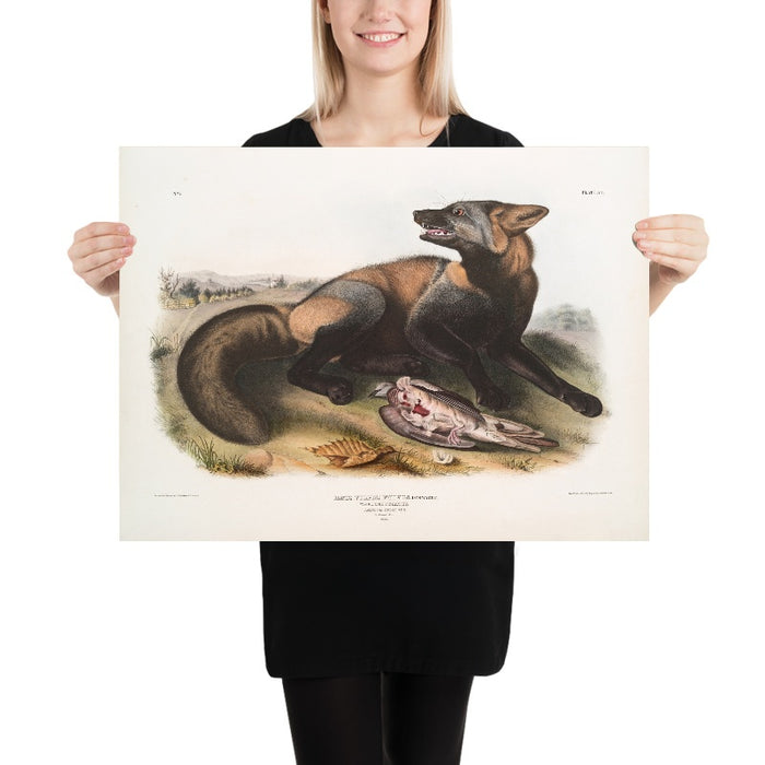 American Cross-Fox (Canis (Vulpes) fulvus) by John Woodhouse Audubon, 1845