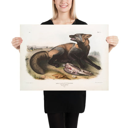 American Cross-Fox (Canis (Vulpes) fulvus) by John Woodhouse Audubon, 1845