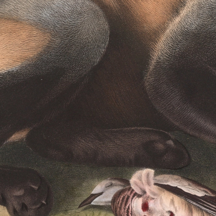 American Cross-Fox (Canis (Vulpes) fulvus) by John Woodhouse Audubon, 1845