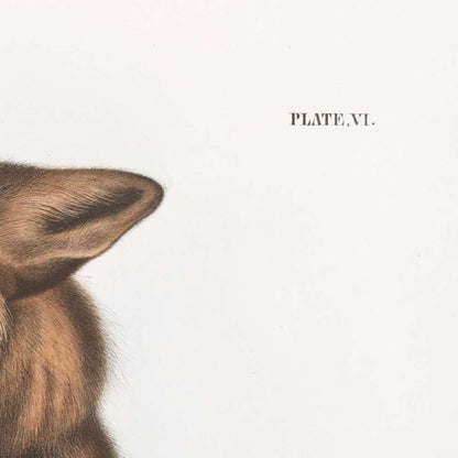 American Cross-Fox (Canis (Vulpes) fulvus) by John Woodhouse Audubon, 1845