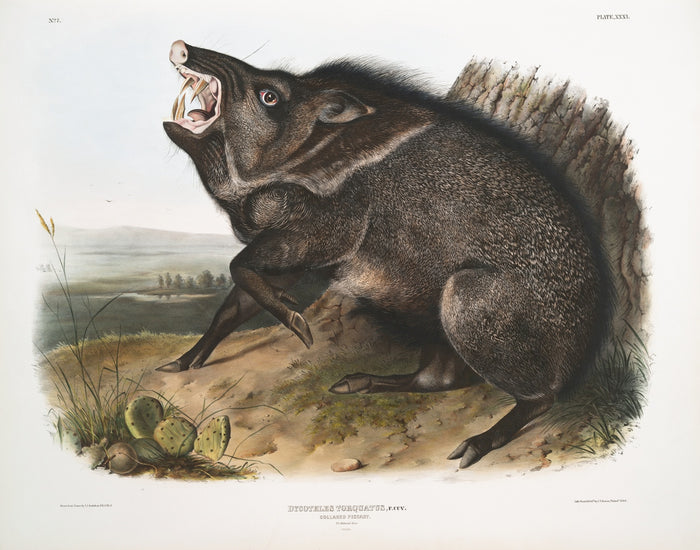 Collared Peccary (Dycoteles torquatus) by John Woodhouse Audubon, 1845