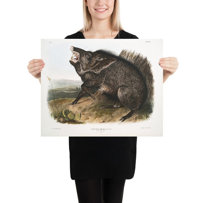 Collared Peccary (Dycoteles torquatus) by John Woodhouse Audubon, 1845