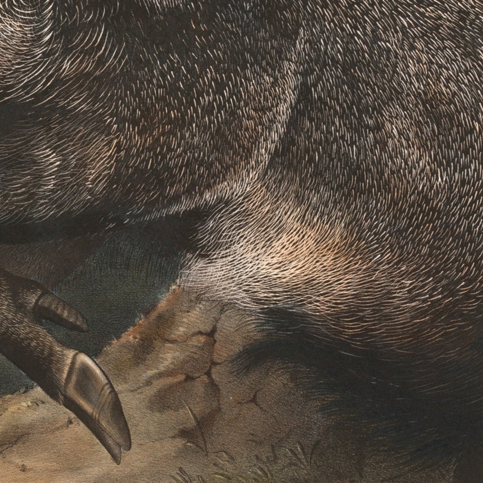 Collared Peccary (Dycoteles torquatus) by John Woodhouse Audubon, 1845