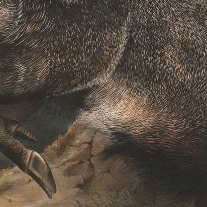 Collared Peccary (Dycoteles torquatus) by John Woodhouse Audubon, 1845