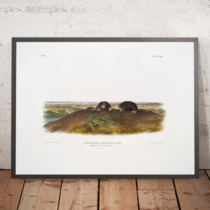 A framed image of