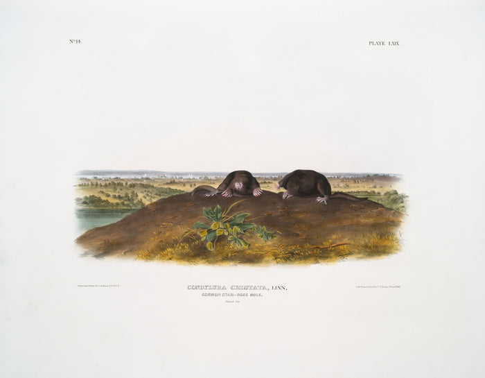 Common Star-nose Mole (Condylura cristata) by John Woodhouse Audubon, 1845