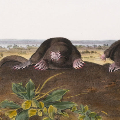 Common Star-nose Mole (Condylura cristata) by John Woodhouse Audubon, 1845