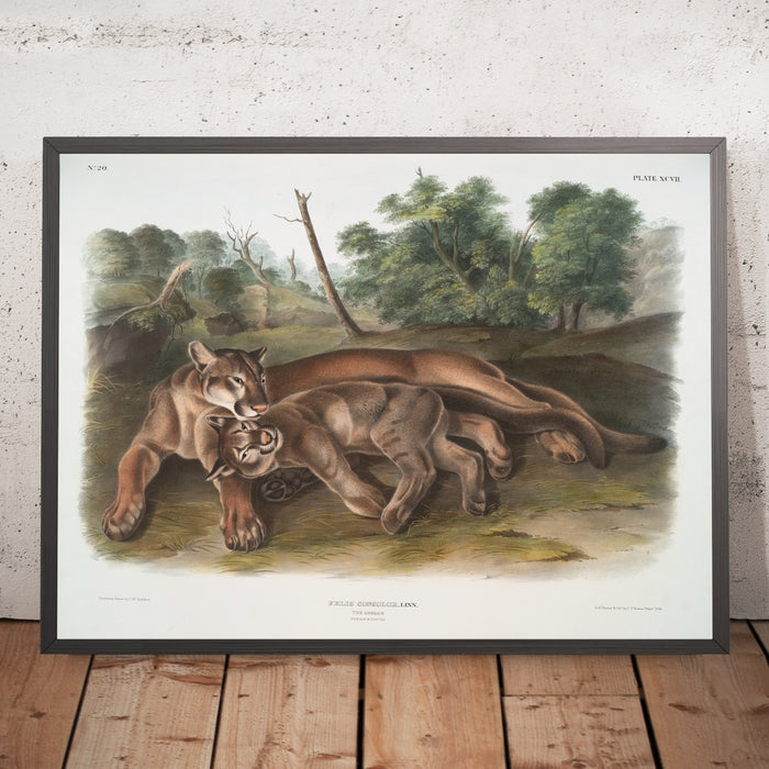A framed image of