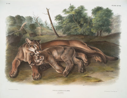 Cougar (Felis concolor) by John Woodhouse Audubon, 1845