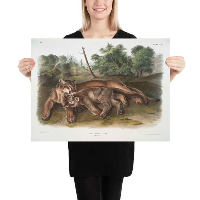 Cougar (Felis concolor) by John Woodhouse Audubon, 1845