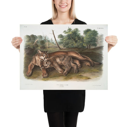 Cougar (Felis concolor) by John Woodhouse Audubon, 1845