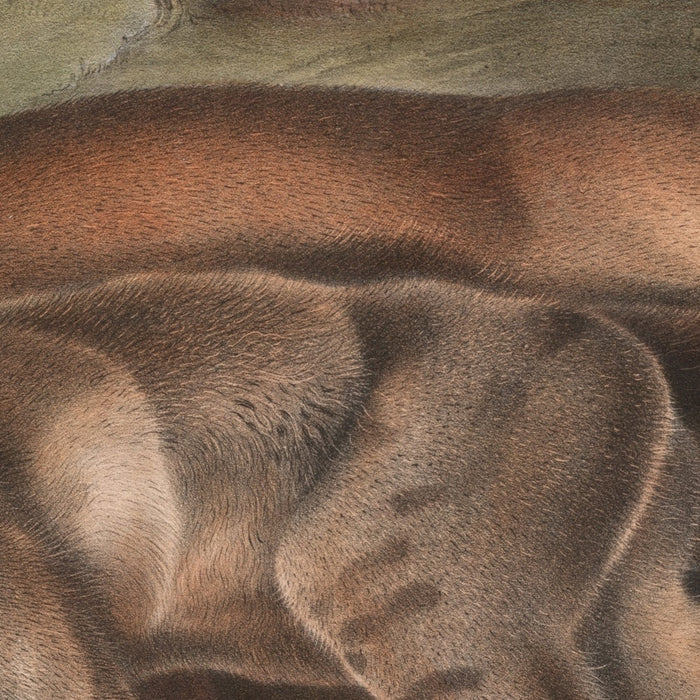 Cougar (Felis concolor) by John Woodhouse Audubon, 1845
