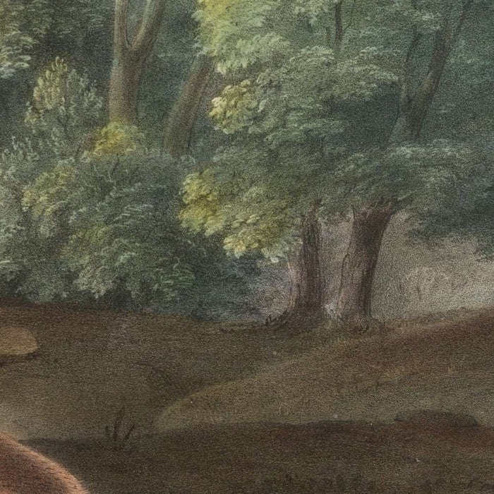Cougar (Felis concolor) by John Woodhouse Audubon, 1845