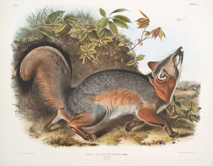 Grey Fox (Canis (Vulpes) Virginianus) by John Woodhouse Audubon, 1845