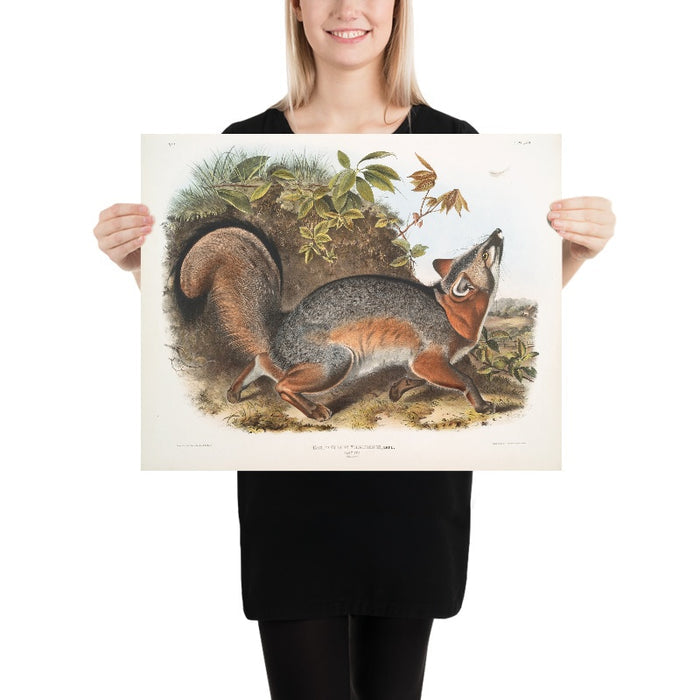 Grey Fox (Canis (Vulpes) Virginianus) by John Woodhouse Audubon, 1845