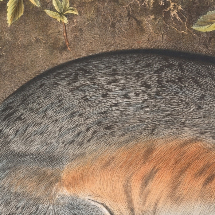 Grey Fox (Canis (Vulpes) Virginianus) by John Woodhouse Audubon, 1845