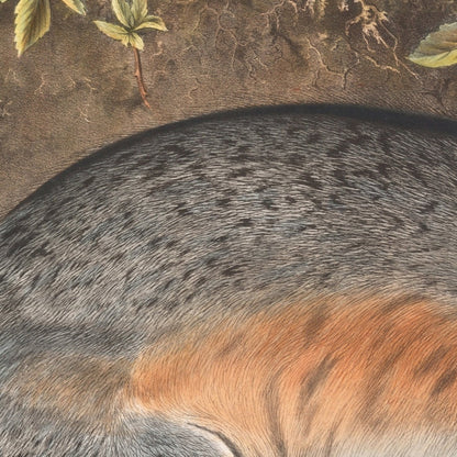 Grey Fox (Canis (Vulpes) Virginianus) by John Woodhouse Audubon, 1845
