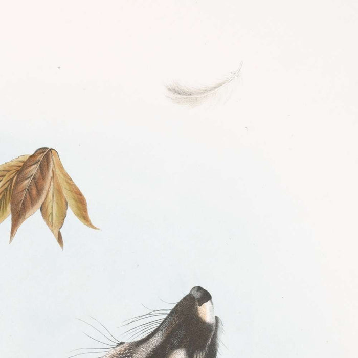 Grey Fox (Canis (Vulpes) Virginianus) by John Woodhouse Audubon, 1845