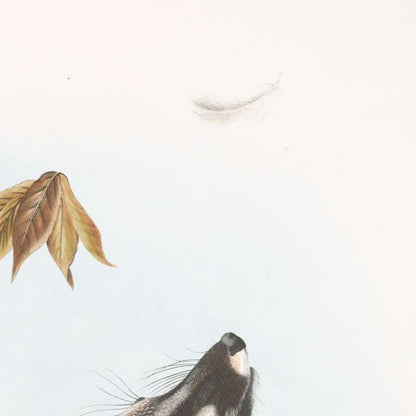 Grey Fox (Canis (Vulpes) Virginianus) by John Woodhouse Audubon, 1845