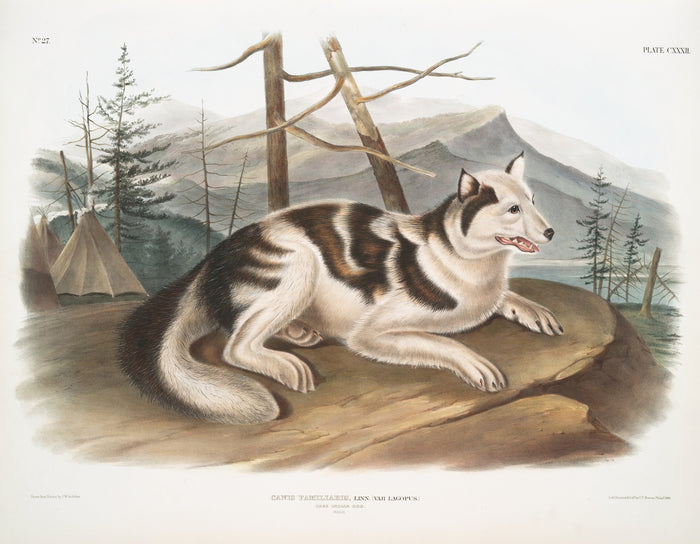 Hare-Indian Dog (Canis familiaris) by John Woodhouse Audubon, 1845