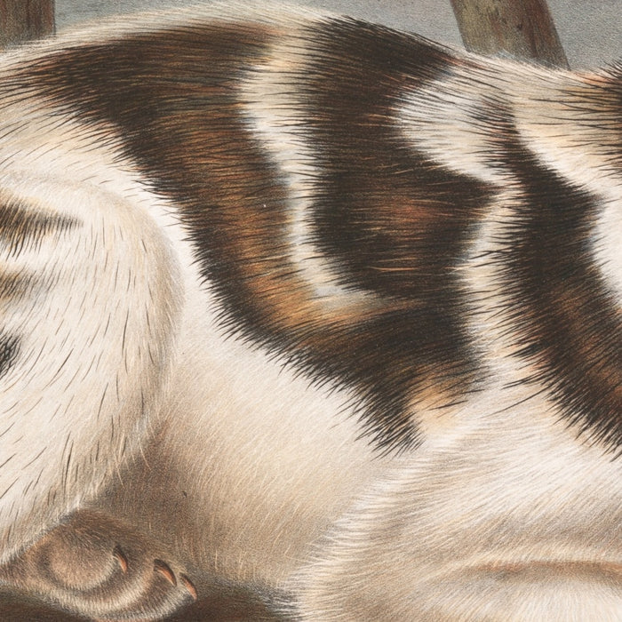 Hare-Indian Dog (Canis familiaris) by John Woodhouse Audubon, 1845