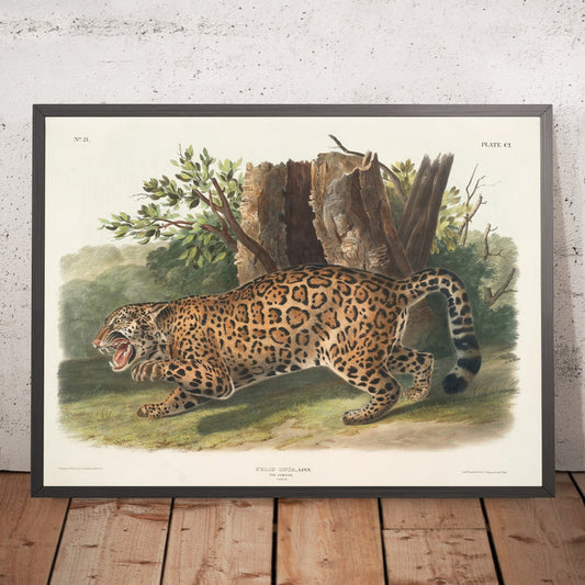 A framed image of