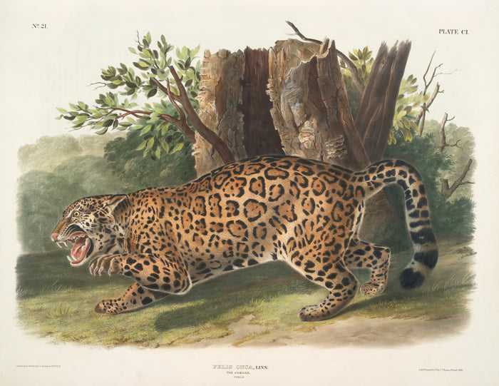 Jaguar (Felis onca) by John Woodhouse Audubon, 1845