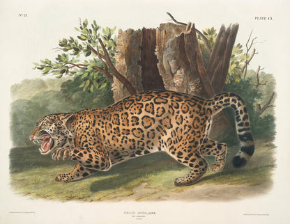 Jaguar (Felis onca) by John Woodhouse Audubon, 1845