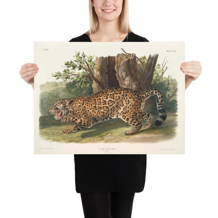 Jaguar (Felis onca) by John Woodhouse Audubon, 1845