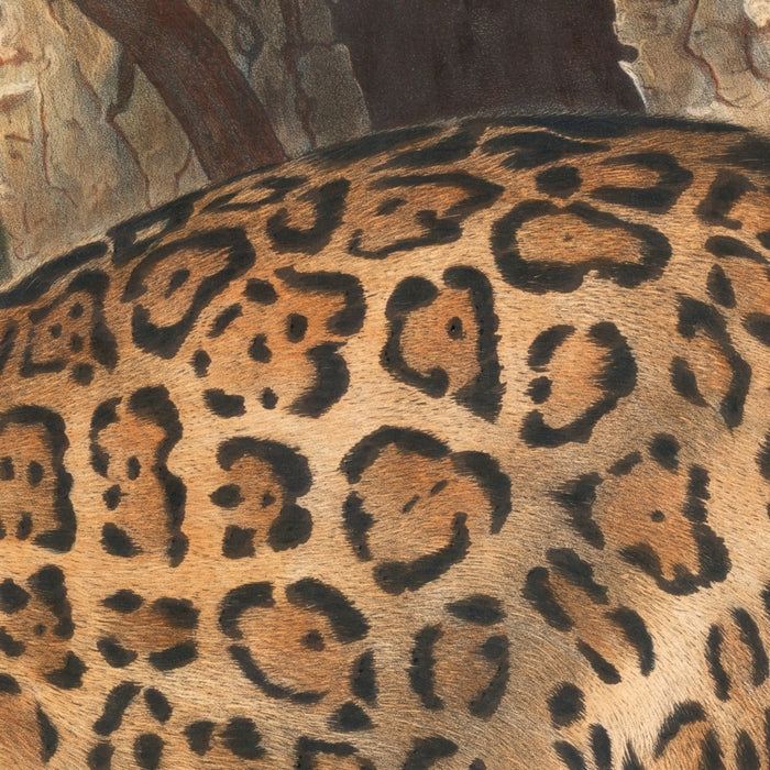 Jaguar (Felis onca) by John Woodhouse Audubon, 1845