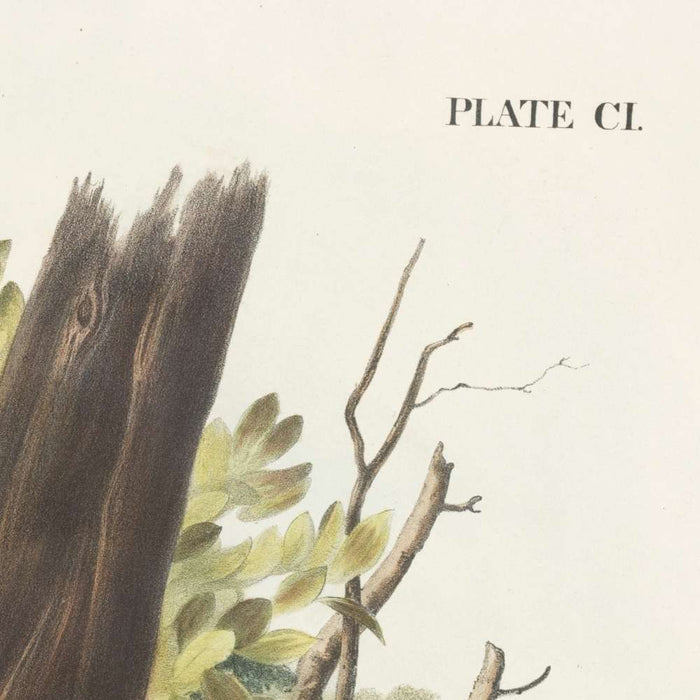 Jaguar (Felis onca) by John Woodhouse Audubon, 1845