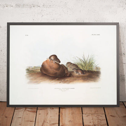 A framed image of