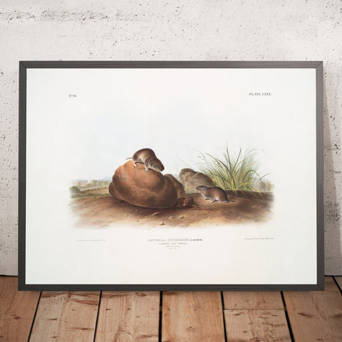 A framed image of