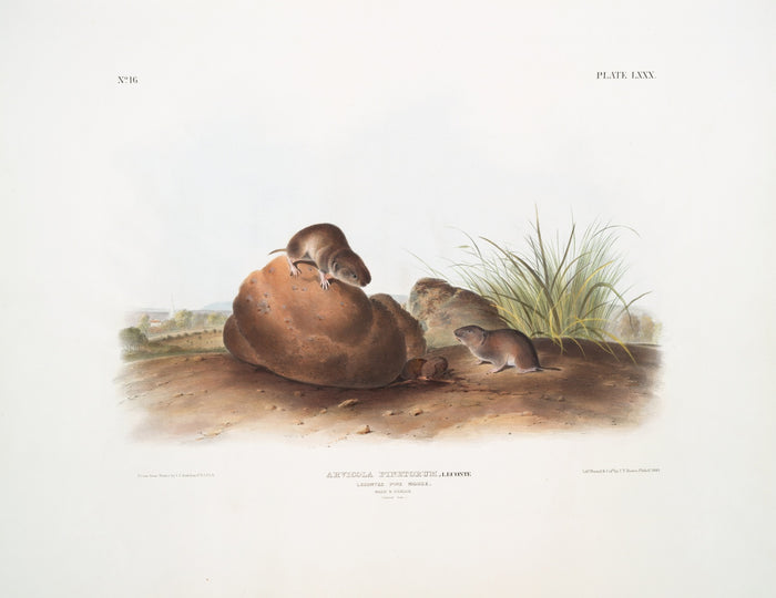 LeConte's Pine Mouse (Arvocola pinetorum) by John Woodhouse Audubon, 1845
