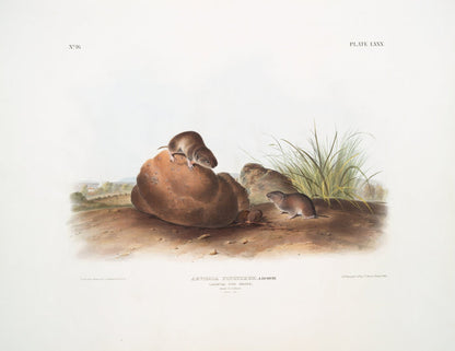 LeConte's Pine Mouse (Arvocola pinetorum) by John Woodhouse Audubon, 1845