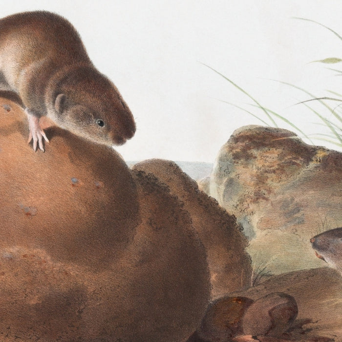 LeConte's Pine Mouse (Arvocola pinetorum) by John Woodhouse Audubon, 1845
