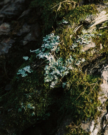 Moss Incense Sticks | Perfumer H | DEPARTAMENTO