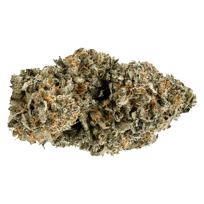 Close-up view of the Orange Turp, displaying a textured, bud-like form against a plain white background.
