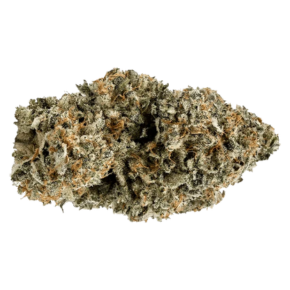 Close-up view of the Orange Turp, displaying a textured, bud-like form against a plain white background.