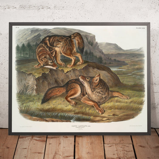 A framed image of