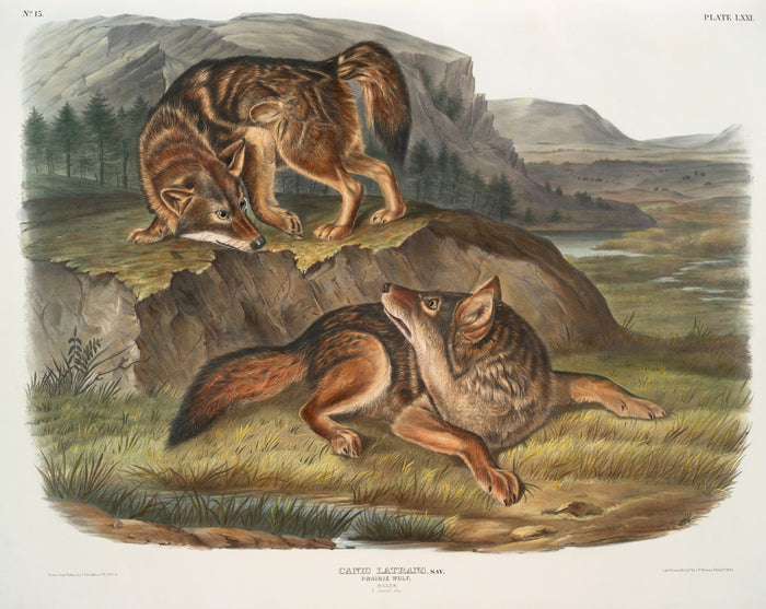 Prairie Wolf (Canis latrans) by John Woodhouse Audubon, 1845